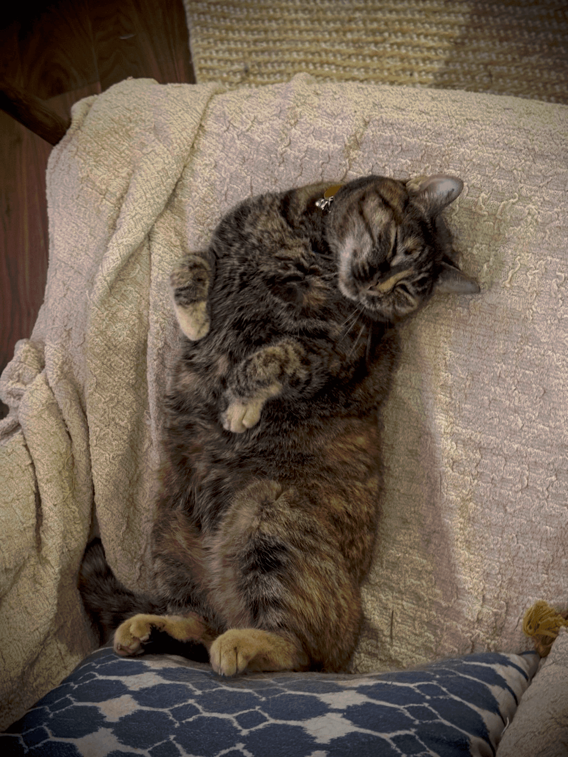 A relaxed cat reclining on a chair